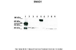 Lanes:   Lane 1: 5ug of transfected 293T lysate (SMAD1)  Lane 1: 5ug of transfected 293T lysate (SMAD2)  Lane 1: 5ug of transfected 293T lysate (SMAD3)  Lane 1: 5ug of transfected 293T lysate (SMAD4)  Lane 1: 5ug of transfected 293T lysate (SMAD5)  Lane 1: 5ug of transfected 293T lysate (SMAD6)  Lane 1: 5ug of transfected 293T lysate (SMAD7)  Lane 1: 5ug of transfected 293T lysate (SMAD8)  Lane 1: 5ug of transfected 293T lysate (GFP)  Primary Antibody Dilution:   1:1000  Secondary Antibody:   Goat anti-Rabbit IgG HRP Conjugated  Secondary Antibody Dilution:   1:10,000  Gene Name:   SMAD1  Submitted by:   Amanda Urick, Medical College of Wisconsin (SMAD1 抗体  (Middle Region))