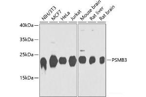 Western blot analysis of extracts of various cell lines using PSMB3 Polyclonal Antibody at dilution of 1:1000. (PSMB3 抗体)