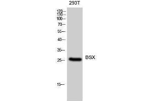 Western Blotting (WB) image for anti-Brain-Specific Homeobox (BSX) (C-Term) antibody (ABIN3174076) (BSX 抗体  (C-Term))
