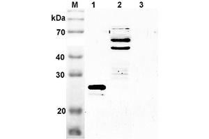 Western blot analysis using anti-SENP2 (mouse), pAb  at 1:2'000 dilution. (SENP2 抗体  (Catalytic Domain))