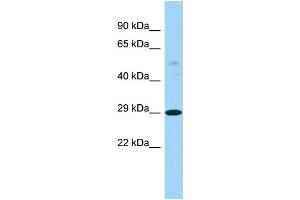 Host: Rabbit Target Name: PTCD3 Sample Type: RPMI-8226 Whole Cell lysates Antibody Dilution: 1. (PTCD3 抗体  (C-Term))