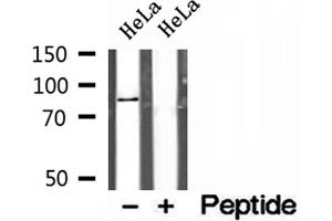 Western blot analysis of extracts of HeLa cells, using AFG3L2 antibody. (AFG3L2 抗体  (C-Term))