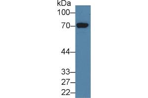 Western Blot; Sample: Human 293T cell lysate; Primary Ab: 3µg/ml Rabbit Anti-Human HDC Antibody Second Ab: 0. (HDC 抗体  (AA 160-369))