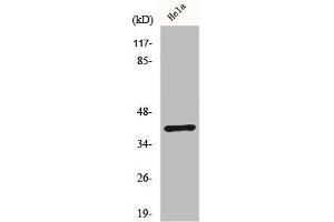 Western Blot analysis of Hela cells using ChemR23 Polyclonal Antibody (CMKLR1 抗体  (Internal Region))