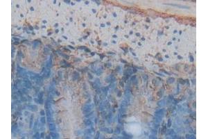 IHC-P analysis of Mouse Intestine Tissue, with DAB staining. (Annexin V 抗体  (AA 1-319))