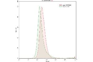 Detection of HNRPA2B1 in K562 human chronic myelogenous leukemia cell line using Polyclonal Antibody to Heterogeneous Nuclear Ribonucleoprotein A2/B1 (HNRPA2B1) (HNRNPA2B1 抗体  (AA 21-103))