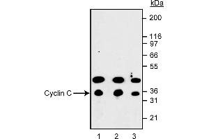 Western Blotting (WB) image for anti-Cyclin C (CCNC) (AA 290-303) antibody (ABIN967636) (Cyclin C 抗体  (AA 290-303))
