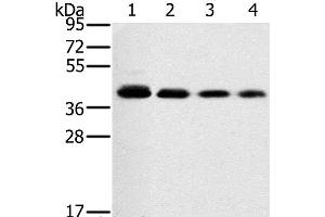 Western Blot analysis of 293T, A549, hela and PC3 cell using PTGER1 Polyclonal Antibody at dilution of 1:200 (PTGER1 抗体)