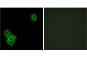 Immunofluorescence analysis of A549 cells, using AIFM3 Antibody. (AIFM3 抗体  (AA 10-59))