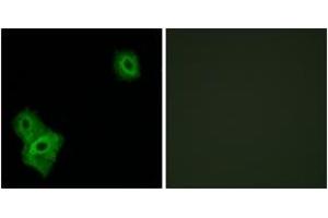 Immunofluorescence analysis of A549 cells, using AIFM3 Antibody. (AIFM3 抗体  (AA 10-59))