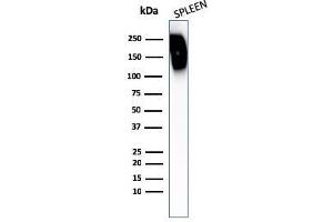 Western Blotting (WB) image for anti-Protein tyrosine Phosphatase, Receptor Type, C (PTPRC) antibody (ABIN6940471)