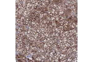Immunohistochemical staining of human adrenal gland with EXOC6 polyclonal antibody  shows strong membranous and cytoplasmic positivity in cortical cells. (EXOC6 抗体)