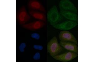 N myc interactor Mouse Monoclonal Antibody staining Hela cells by IF/ICC. (NMI 抗体)