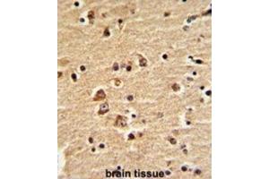 Immunohistochemistry (IHC) image for anti-Engrailed Homeobox 2 (EN2) antibody (ABIN3003224) (EN2 抗体)