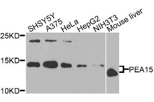 Western blot analysis of extracts of various cell lines, using PEA15 antibody. (PEA15 抗体)