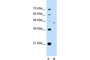 Western Blotting (WB) image for anti-FIC Domain Containing (FICD) antibody (ABIN2463017) (FICD 抗体)