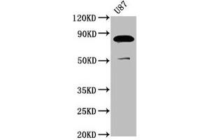 Western Blot Positive WB detected in: U87 whole cell lysate All lanes: FRMD7 antibody at 3. (FRMD7 抗体  (AA 464-617))