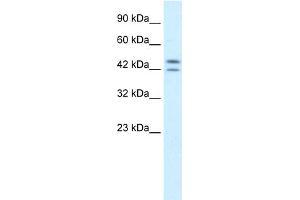 WB Suggested Anti-PER3 Antibody Titration:  0. (PER3 抗体  (N-Term))