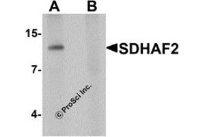 Western Blotting (WB) image for anti-Succinate Dehydrogenase Complex Assembly Factor 2 (Sdhaf2) (N-Term) antibody (ABIN1031558) (Sdhaf2 抗体  (N-Term))