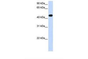 Image no. 1 for anti-Arylacetamide Deacetylase (Esterase) (AADAC) (AA 38-87) antibody (ABIN6738140) (AADAC 抗体  (AA 38-87))