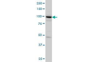 SH3D19 monoclonal antibody (M01), clone 5C7 Western Blot analysis of SH3D19 expression in HeLa . (SH3D19 抗体  (AA 94-203))