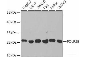 Western blot analysis of extracts of various cell lines using POLR2E Polyclonal Antibody at dilution of 1:1000. (POLR2E 抗体)