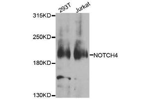 Western blot analysis of extracts of various cell lines, using NOTCH4 antibody. (NOTCH4 抗体  (AA 1824-2003))