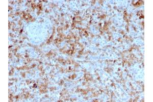 Formalin-fixed, paraffin-embedded human Spleen stained with Granzyme B Monospecific Mouse Monoclonal Antibody (GZMB/3055). (GZMB 抗体  (AA 73-187))