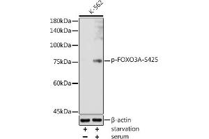 Western blot analysis of extracts of K-562 cells, using Phospho-FOXO3A-S425 antibody (ABIN7267246) at 1:1000 dilution. (FOXO3 抗体  (pSer425))