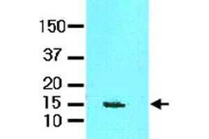 Tissue lysate of mouse brain (60 ug) was resolved by SDS-PAGE and probed with FABP7 monoclonal antibody, clone AT1D1  (1:1000). (FABP7 抗体  (AA 1-132))