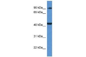 AMACR Antibody - C-terminal region (ARP60806_P050) validated by WB using 721_B cell lysate at 1. (AMACR 抗体  (C-Term))