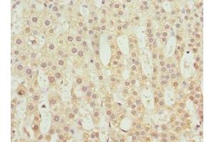 Immunohistochemistry of paraffin-embedded human adrenal gland tissue using ABIN7173754 at dilution of 1:100 (TBCE 抗体  (AA 328-527))