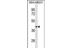 LRRC39 Antibody (N-term) (ABIN1539060 and ABIN2838207) western blot analysis in MDA-M cell line lysates (35 μg/lane). (LRRC39 抗体  (N-Term))