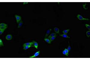Immunofluorescent analysis of HepG2 cells using ABIN7162261 at dilution of 1:100 and Alexa Fluor 488-congugated AffiniPure Goat Anti-Rabbit IgG(H+L) (OST alpha 抗体  (AA 1-48))