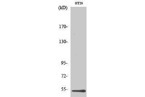 Western Blotting (WB) image for anti-DEAD (Asp-Glu-Ala-As) Box Polypeptide 19B (DDX19B) (N-Term) antibody (ABIN3184270) (DDX19B 抗体  (N-Term))