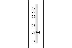 RBS Antibody (C-term) (ABIN1881736 and ABIN2843265) western blot analysis in NCI- cell line lysates (35 μg/lane). (RBPMS 抗体  (C-Term))