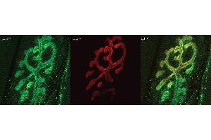 Immunohistochemistry analysis using Rabbit Anti-Bassoon Polyclonal Antibody . (Bassoon 抗体  (AA 786-1041) (Biotin))