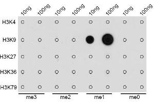 Dot-blot analysis of all sorts of methylation peptides using MonoMethyl-Histone H3-K9 antibody. (Histone 3 抗体  (H3K9me))