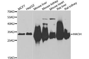 Western blot analysis of extracts of various cell lines, using HAGH antibody (ABIN5973978) at 1/1000 dilution. (HAGH 抗体)