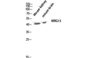 Western Blot (WB) analysis of Mouse Kidney Mouse Brain lysis using MRG15 antibody. (MORF4L1 抗体  (Internal Region))