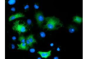 Anti-MAPK7 mouse monoclonal antibody (ABIN2454053) immunofluorescent staining of COS7 cells transiently transfected by pCMV6-ENTRY MAPK7 (RC203506). (MAPK7 抗体)