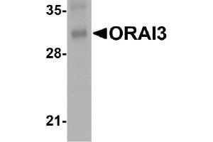 Western Blotting (WB) image for anti-ORAI Calcium Release-Activated Calcium Modulator 3 (ORAI3) (C-Term) antibody (ABIN492536) (ORAI3 抗体  (C-Term))
