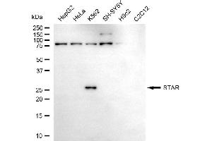 anti-Steroidogenic Acute Regulatory Protein (STAR) antibody