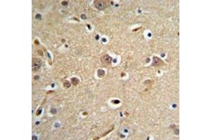 NEDD4 antibody IHC analysis in formalin fixed and paraffin embedded brain tissue. (NEDD4 抗体  (AA 1288-1319))