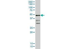 T monoclonal antibody (M02), clone 5C5 Western Blot analysis of T expression in A-549 .