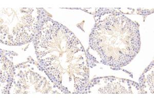 Detection of TMSB4X in Mouse Testis Tissue using Polyclonal Antibody to Thymosin Beta 4 (TMSB4X) (TMSB4X 抗体  (AA 1-44))