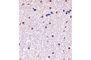 A staining YY1 in Monkey brain tissue sections by Immunohistochemistry (IHC-P - paraformaldehyde-fixed, paraffin-embedded sections). (YY1 抗体)