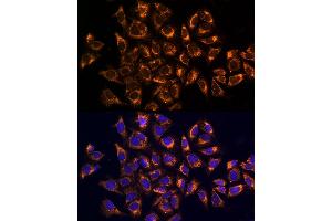 Immunofluorescence analysis of U2OS cells using CK Rabbit pAb (ABIN6134474, ABIN6138645, ABIN6138646 and ABIN6223731) at dilution of 1:100. (CKAP4 抗体)