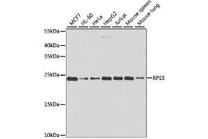Western blot analysis of extracts of various cell lines, using RPS5 antibody. (RPS5 抗体  (AA 1-204))