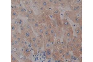 Used in DAB staining on fromalin fixed paraffin- embedded liver tissue (Nucleobindin 1 抗体  (AA 37-461))